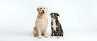 Two adorable dogs sitting together on white background, golden retriever and mixed breed puppy, perfect for pet care advertising and design projects.