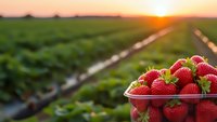 Fresh ripe strawberries in plastic container at organic farm during golden hour sunset with agricultural field rows in soft focus background.