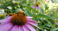 Honeybee collecting nectar from purple coneflower in summer garden. Natural pollination process with blooming echinacea flowers in botanical setting.