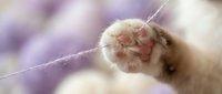 Closeup of a cat's pink paw pad with soft fur, isolated against blurred background, suitable for pet care, veterinary, and animal wellness design projects.