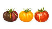 Fresh heirloom tomatoes in watercolor style showing three varieties - dark purple, golden yellow and bright red. Isolated on white background for food packaging and design.