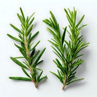 Fresh rosemary sprigs isolated on white background, aromatic herb used in cooking and food photography.