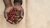Farmer hands holding fresh red tomatoes and dried beans on neutral fabric background, agricultural harvest concept.