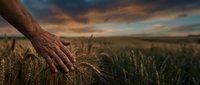 Farmer's weathered hand touching golden wheat ears in expansive field at sunset, representing agriculture, harvest, and rural farming lifestyle.