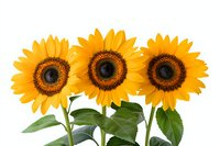 Three vibrant sunflowers with dark centers and bright yellow petals against white background, stems and green leaves visible. Isolated floral composition.