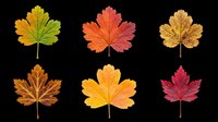 Autumn maple leaves in various fall colors including yellow, orange, red, and burgundy, isolated on transparent background. Ready for t-shirt design, clipart, stickers, print-on-demand products, and sublimation projects.