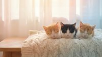 Three adorable kittens sitting together on cozy knitted blanket in bright sunlit room. Orange tabby and tuxedo cats perfect for pet care designs.