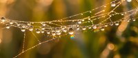 Dew drops glistening on a spider web in warm golden morning light, with a rainbow prism reflection and soft bokeh background.