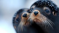 Curious seal pup with snow flakes on dark fur gazes upward in close-up winter portrait, highlighting whiskers and expressive eyes against blurred background.