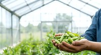 Farmer holding fresh green beans in hands inside greenhouse with plants growing in background, agriculture and harvest concept.
