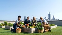 Urban rooftop garden community members harvesting fresh vegetables with city skyline backdrop, promoting sustainable agriculture and green living.