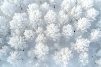 Aerial winter view of snow-covered pine forest creating abstract white pattern against grey sky background, captured by drone photography in frosty weather.