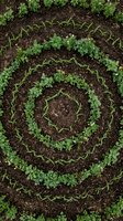 Overhead view of organized vegetable garden rows with young seedlings and leafy greens growing in rich soil, showing sustainable farming and agricultural planning for organic produce cultivation.