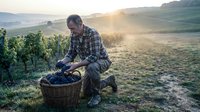 Middle-aged Caucasian male farmer harvesting grapes in wicker basket at sunrise in vineyard with rolling hills background for agriculture and winemaking concepts.