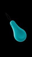 Turquoise pear with stem isolated on transparent background, ready for clipart, t-shirt design, stickers, print-on-demand products, and sublimation projects.