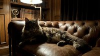 Fluffy long-haired tabby cat relaxing on brown leather tufted sofa in vintage study room with wooden shelves and globe, home decor and pet lifestyle.