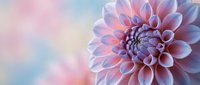 Purple dahlia flower with gradient petals on soft pastel background for spring garden design and floral decoration projects.