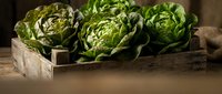 Fresh organic lettuce heads in rustic wooden crate on kitchen counter, healthy green vegetables for cooking and salads in farmhouse style setting.