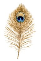 Golden peacock feather with vibrant blue eye spot isolated on white background, perfect for luxury design projects and spiritual symbolism.