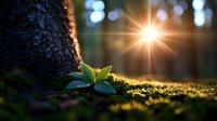 Young green plant sprout growing near tree trunk in forest with sunburst through trees, moss covered ground in magical morning light creating natural bokeh effect.