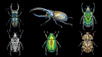 Colorful beetles collection isolated on transparent background, ready for clipart, t-shirt design, stickers, print-on-demand products, and sublimation projects.