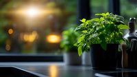 Fresh green basil plant in black pot on kitchen windowsill with soft evening light and bokeh background, creating cozy home atmosphere for cooking and gardening.