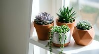 Small succulent plants in terracotta and geometric pots arranged on white windowsill with natural light for home decor and indoor gardening.