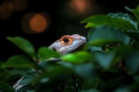 Colorful iguana head peeking through lush green tropical foliage with bright orange eye in natural rainforest habitat for wildlife photography projects.