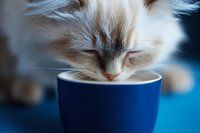 Fluffy white and brown cat drinking from blue mug against blurred background. Suitable for pet care, beverage, and lifestyle marketing.