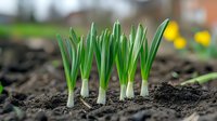 Young green seedlings sprouting from dark soil in garden bed with blurred yellow flowers and foliage in background, representing spring planting, growth, and agriculture.