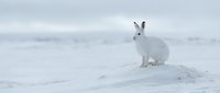 Arctic hare sits on snowy mound in winter landscape with white fur camouflage against pristine snow covered terrain under overcast sky.