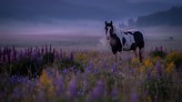 Majestic pinto horse standing in purple wildflower meadow during twilight hour with dramatic sky and mountain backdrop for equestrian and nature themes.