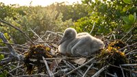 Two fluffy gray baby birds nestled together in their natural twig nest surrounded by green foliage during golden hour sunlight for wildlife photography.