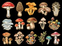 Colorful mushroom clipart set with various species isolated on transparent background, ready for stickers, t-shirt design, print on demand, and sublimation crafts.