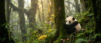 Young giant panda resting against moss-covered tree trunk in misty forest habitat surrounded by lush green vegetation and bamboo foliage.