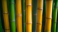Close up of vibrant yellow and green bamboo stalks creating natural pattern with nodes and segments, suitable for wellness and spa backgrounds.