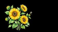 Sunflowers with green leaves and buds isolated on transparent background, ready for t-shirt designs, clipart, stickers, sublimation, print-on-demand products and digital crafts.