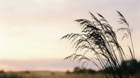 Tall grass silhouettes swaying in gentle breeze against soft pastel sunset sky creating peaceful natural landscape scene for relaxation and mindfulness content.