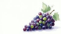 Fresh grape cluster with green leaves on white background isolated for wine industry marketing and healthy food design projects.