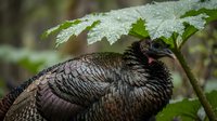 Wild turkey with dark feathers and iridescent plumage resting beneath green foliage after rain, suitable for wildlife and nature photography projects.