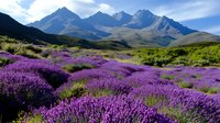 Purple lavender fields bloom across rolling hills with dramatic mountain peaks under blue sky with white clouds creating scenic alpine landscape.