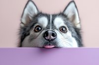 Curious Husky dog peeking over purple surface with funny expression, tongue sticking out. Close up portrait of pet face with alert eyes against pink background.