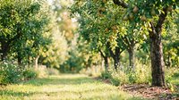 Orchard with mature fruit trees and green foliage creating natural shade in sunny garden landscape, suitable for agriculture and nature themes.