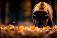 Majestic bison grazing among golden autumn leaves in warm sunlight, showcasing wildlife strength and natural beauty in seasonal forest habitat.