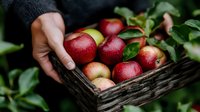 Fresh red and yellow apples in rustic wooden basket held by farmer hands against green foliage background, organic harvest concept for healthy eating.