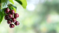 Fresh ripe dark red cherries hanging on branch with green leaves in soft focus garden background for summer harvest and healthy eating concepts.
