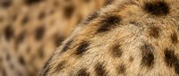 Close-up of leopard fur showing natural spotted pattern and golden brown texture for wildlife and nature design projects.