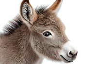 Young miniature donkey foal close up portrait showing soft brown fur, long ears, and gentle expression against white background, isolated for design use.
