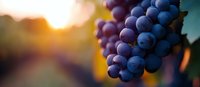 Ripe purple wine grapes on vine at sunset with golden bokeh background, macro close-up view showing detailed texture of fresh fruit in vineyard.