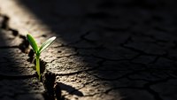 Small green plant seedling growing through crack in dry cracked earth with dramatic sunlight creating hope and resilience concept for environmental themes.